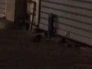  بالفيديو: عدد كبير من الجرذان تدخل أحد المحلات التجارية في حي النزهة بيافا